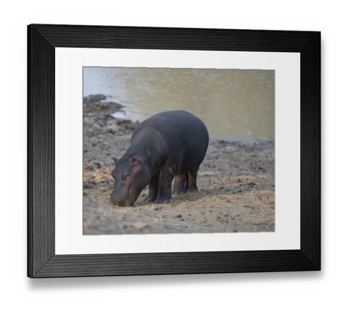 Framed Print : African animals hippopotamus called hippopotamus - Hippopotamus