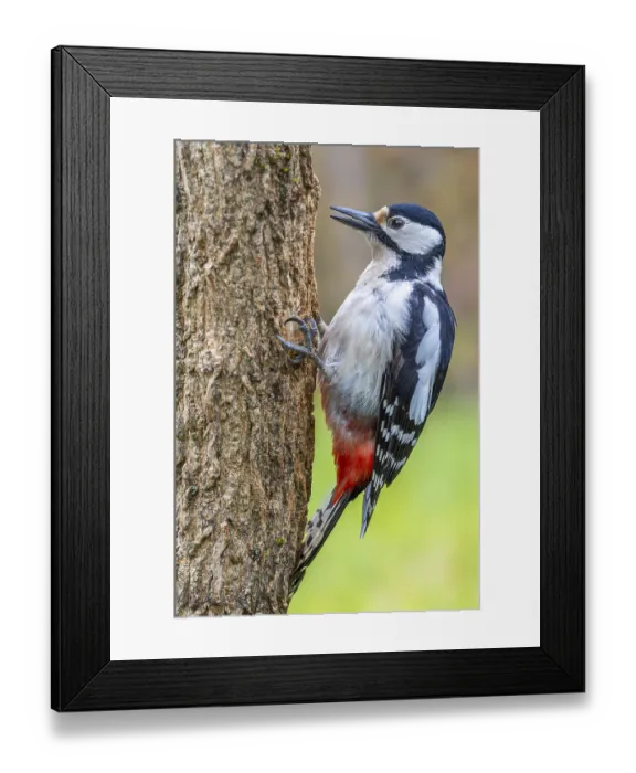 Framed Print : Great spotted woodpecker (Dendrocopos major) sitting on a tree trunk Framed Print : Great spotted woodpecker (Dendrocopos major) sitting on a tree trunk