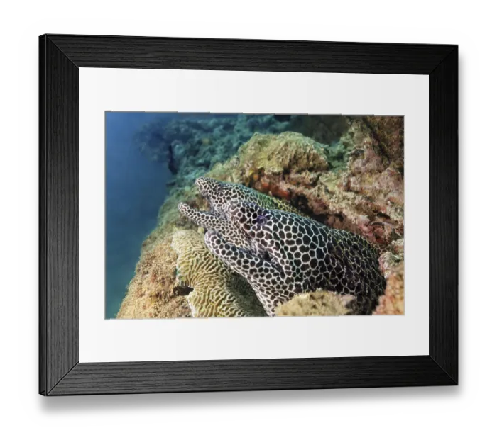 Framed Print : Two web moray eels (Gymnothorax favagineus)