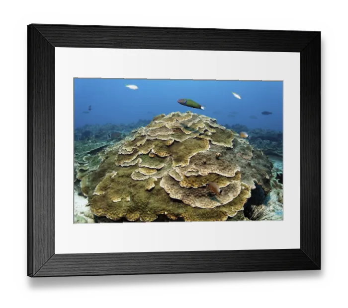 Framed Print : Large plate coral (Echinopora sp)