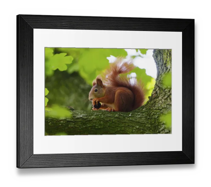Framed Print : Squirrel (Sciurus vulgaris), wildlife, Germany