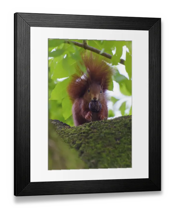 Framed Print : Red squirrel on mossy branch with walnut Framed Print : Red squirrel on mossy branch with walnut