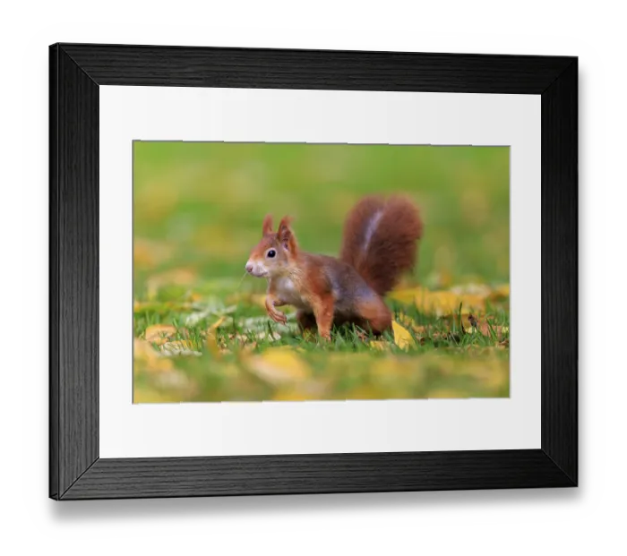 Framed Print : Curious squirrel in colorful autumn grass