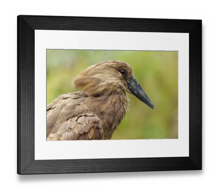 Framed Print : Detailed side view of a hammerhead against gently blurred green