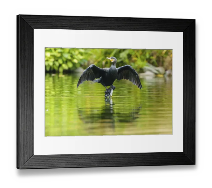 Framed Print : Cormorant standing with open wings above its reflection