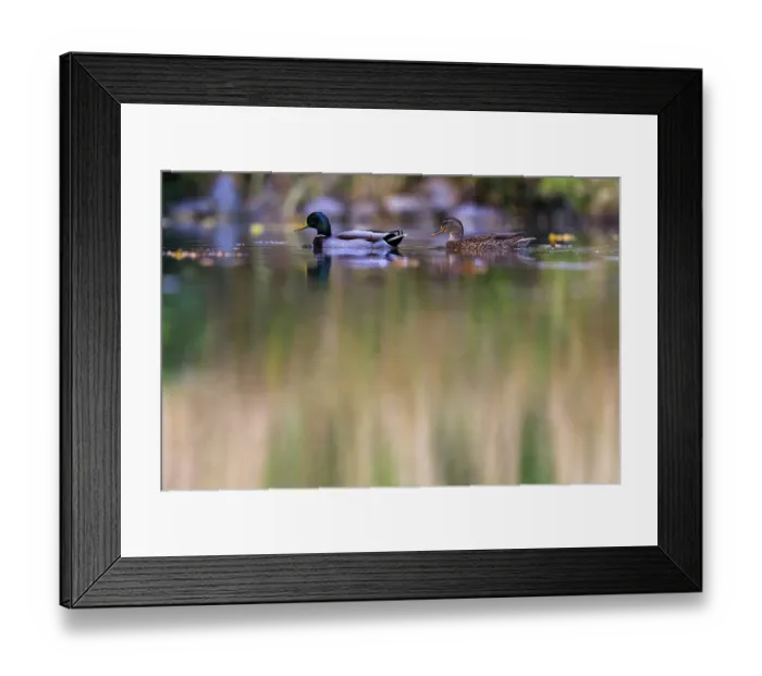 Framed Print : Two mallards swim sideways in front of reed-like reflections in muted shades of green and brown Framed Print : Two mallards swim sideways in front of reed-like reflections in muted shades of green and brown