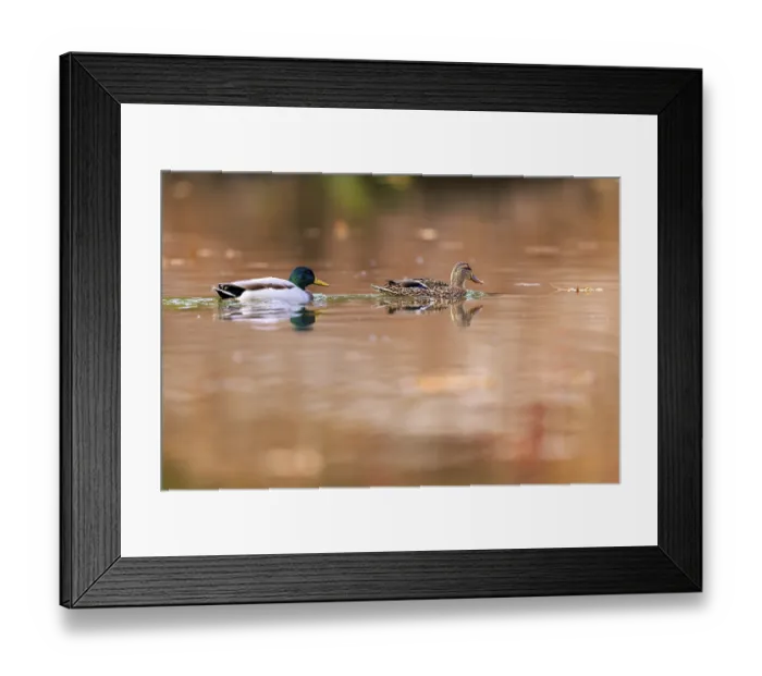 Framed Print : A pair of ducks draw tracks on copper-colored water Framed Print : A pair of ducks draw tracks on copper-colored water