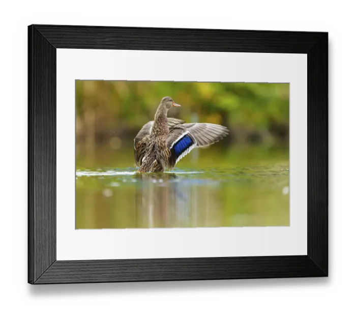 Framed Print : A mallard stretches its wings, the blue wing mirror glows over calm green water