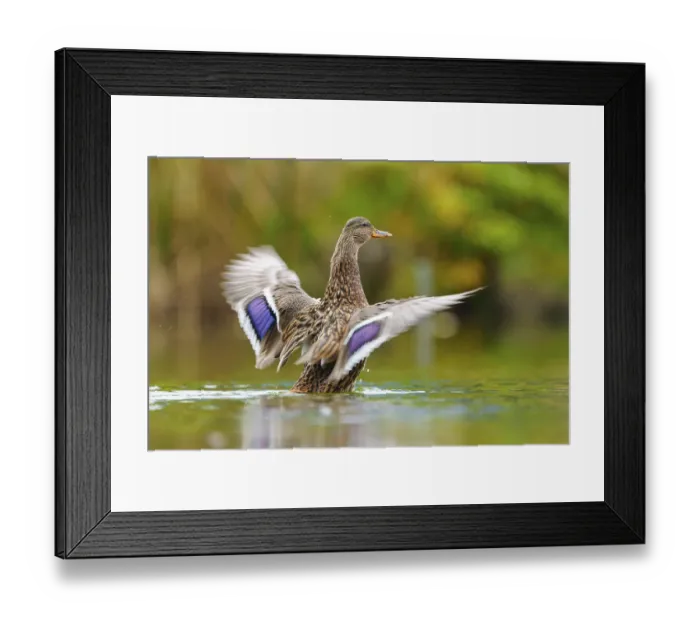 Framed Print : The duck flaps its wings dynamically