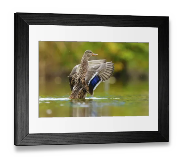 Framed Print : The mallard rises in water, the blue wing mirror shines in soft light Framed Print : The mallard rises in water, the blue wing mirror shines in soft light