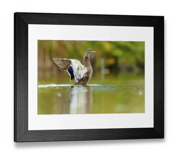 Framed Print : The duck raises its wings and shows the white undersides over the shimmering green water Framed Print : The duck raises its wings and shows the white undersides over the shimmering green water