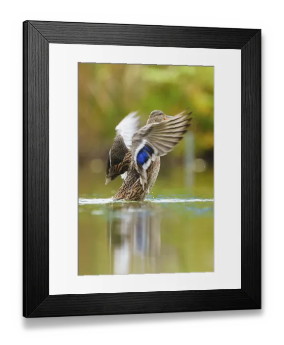 Framed Print : Close to the flapping of a wing