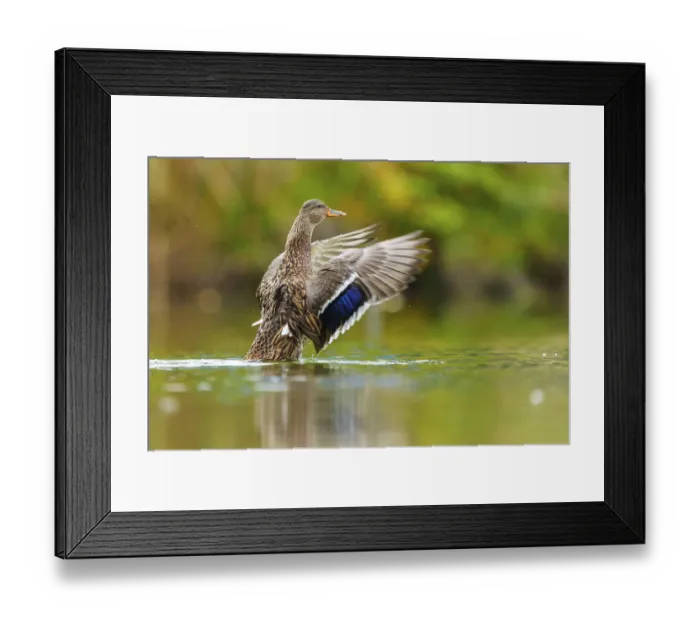 Framed Print : The mallard stretches its wings and is reflected in the soft green of still water Framed Print : The mallard stretches its wings and is reflected in the soft green of still water