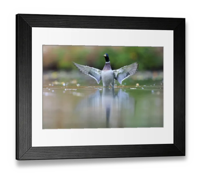 Framed Print : A drake straightens up in shallow water Framed Print : A drake straightens up in shallow water