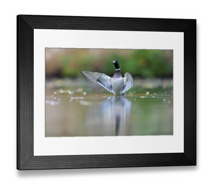 Framed Print : A drake shows flapping wings in still water