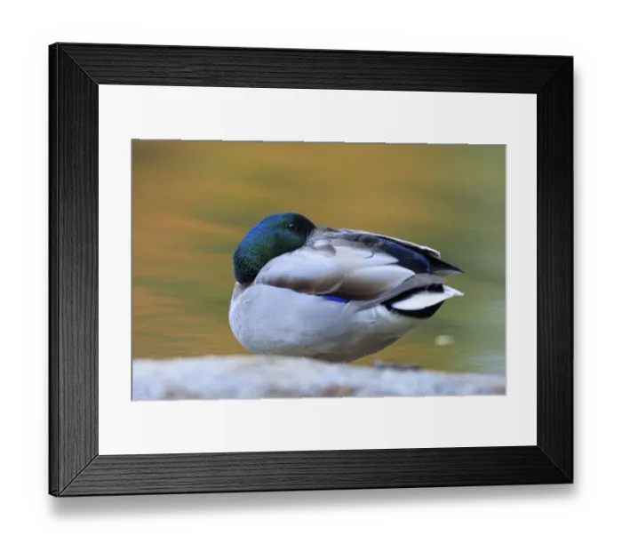 Framed Print : The drake resting on a stone with its head retracted Framed Print : The drake resting on a stone with its head retracted