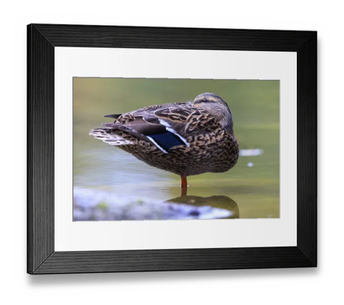 Framed Print : The duck lady stands calmly on one leg in shallow water