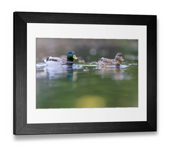 Framed Print : A couple swims quietly side by side