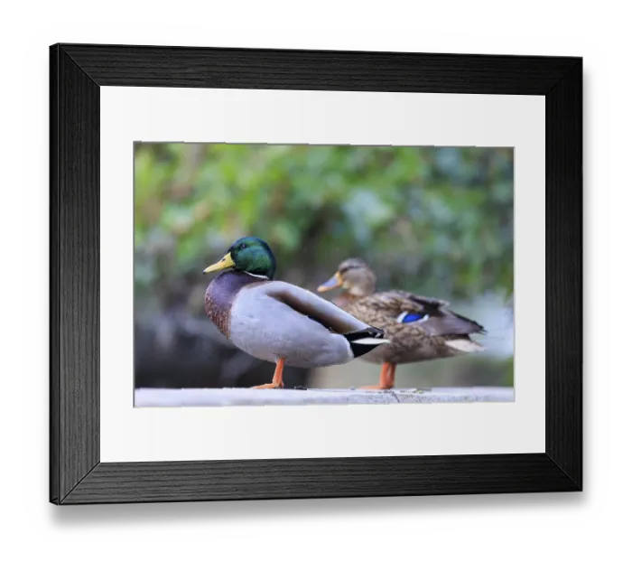 Framed Print : On the shore, the drake is in the foreground Framed Print : On the shore, the drake is in the foreground