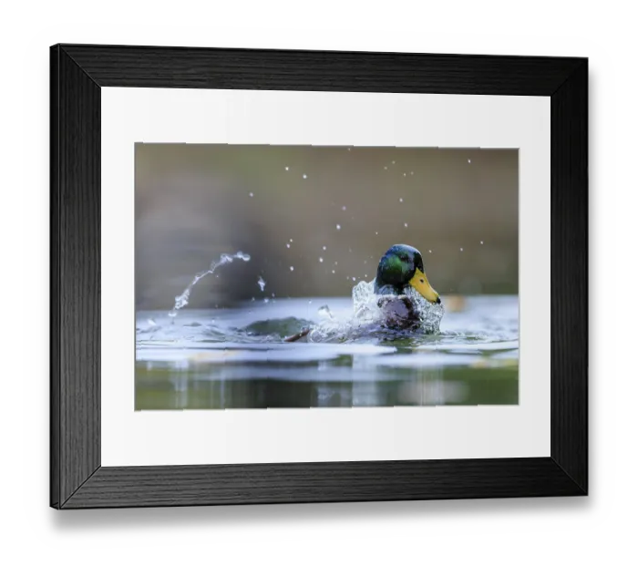 Framed Print : A drake emerges and shakes off water Framed Print : A drake emerges and shakes off water