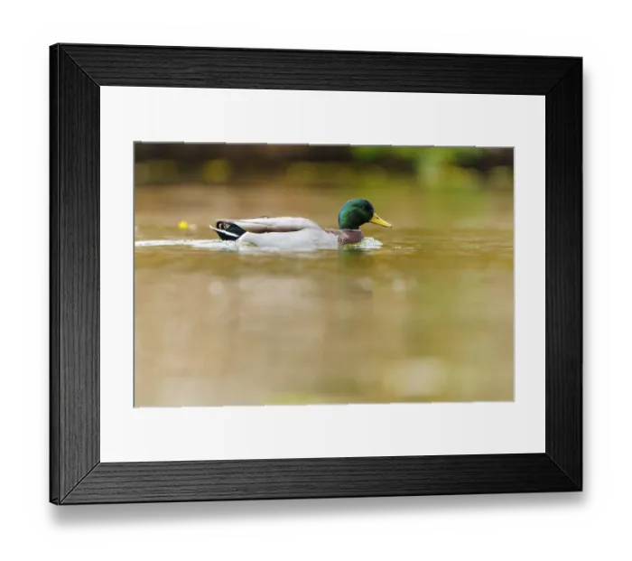 Framed Print : Mallard drake glides calmly through golden water