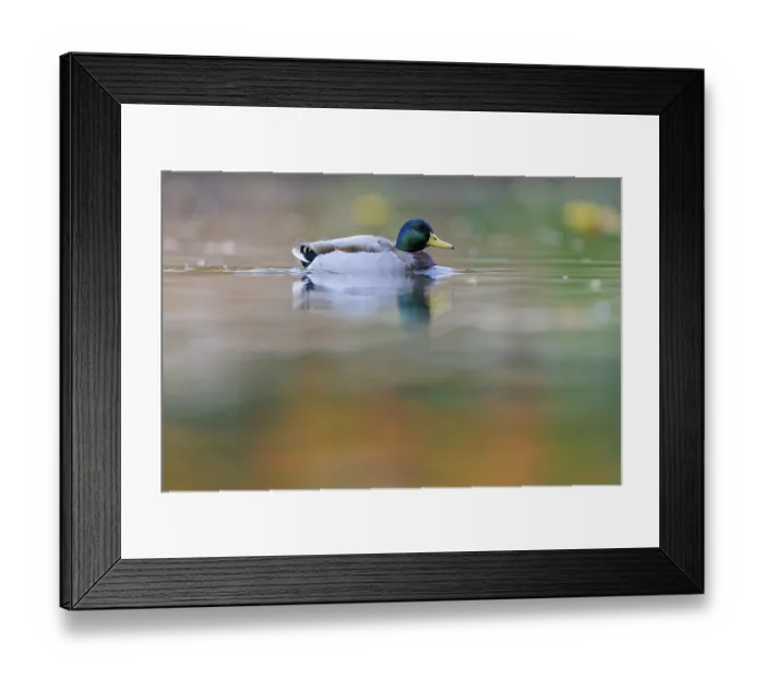 Framed Print : Mallard drake on still water with soft reflections Framed Print : Mallard drake on still water with soft reflections