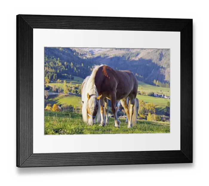 Framed Print : Haflingers graze on a mountain meadow in front of autumnal Alps and a sunny valley