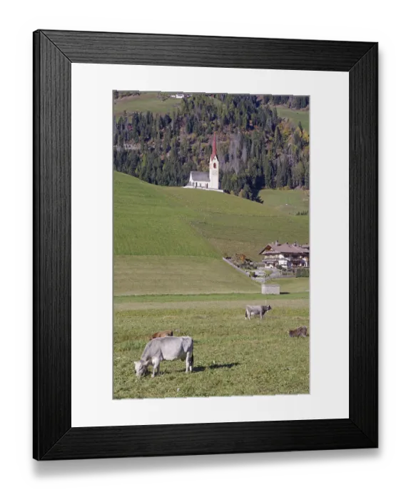 Framed Print : Cows graze in a meadow, behind it a church with a red tower against wooded alpine slopes