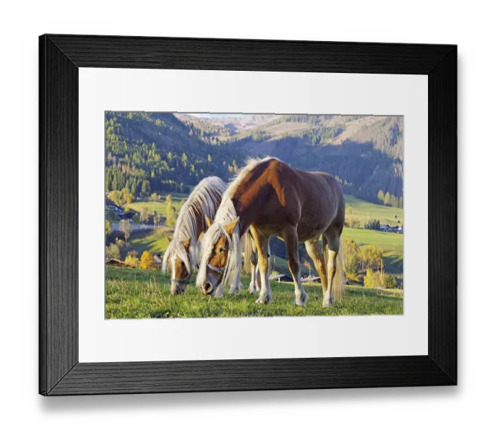 Framed Print : Two Haflingers graze on an alpine pasture in front of autumnal mountain meadows in the warm evening light
