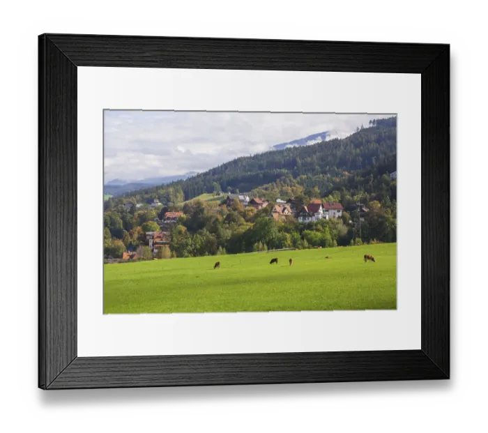 Framed Print : Suburb with residential buildings and cows on pasture Framed Print : Suburb with residential buildings and cows on pasture