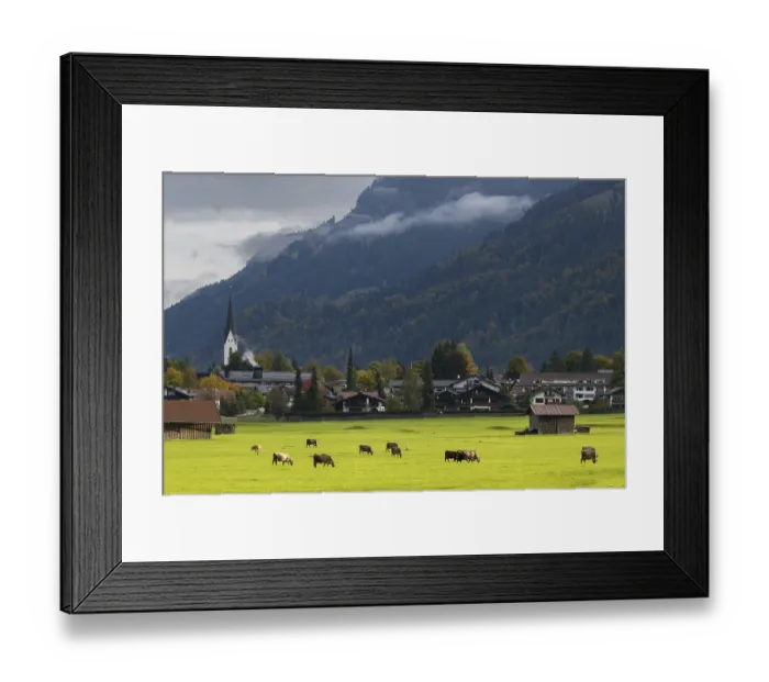 Framed Print : Cows, Allgau brown cattle