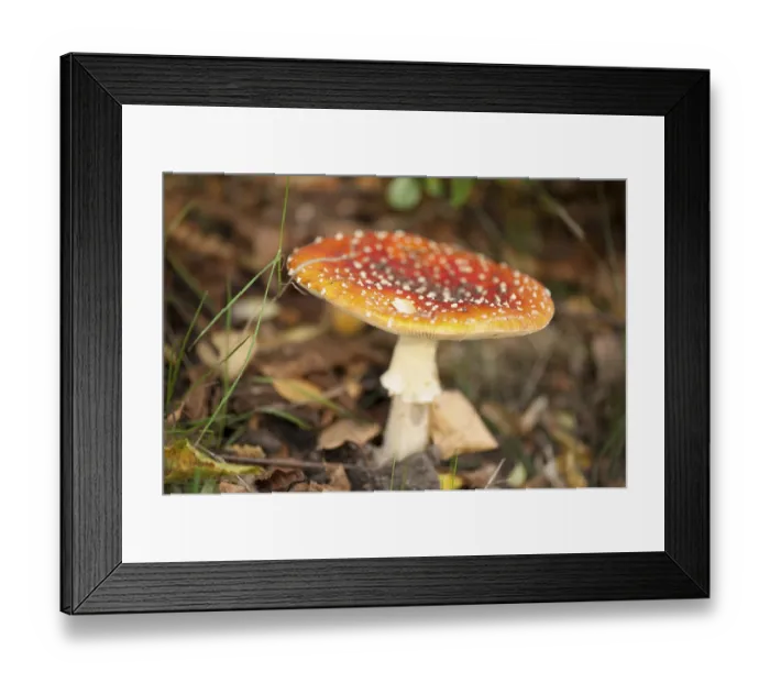 Framed Print : Fly Agaric Toadstool