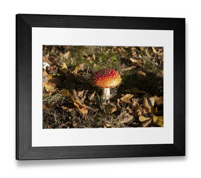 Framed Print : Fly Agaric Toadstool