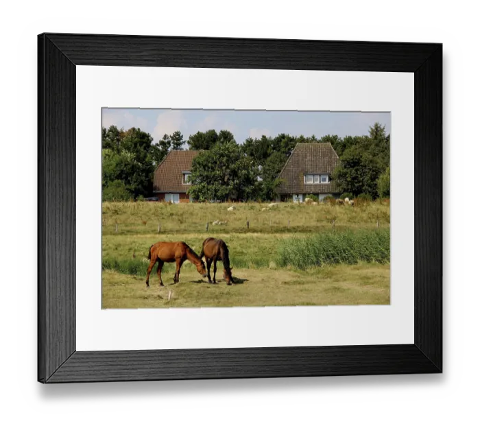 Framed Print : Horses and sheep in front of houses on Amrum Framed Print : Horses and sheep in front of houses on Amrum
