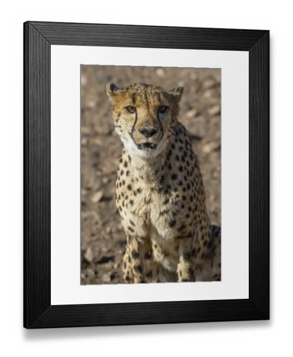Framed Print : Cheetah (Acinonyx jubatus), Khomas Region, Namibia