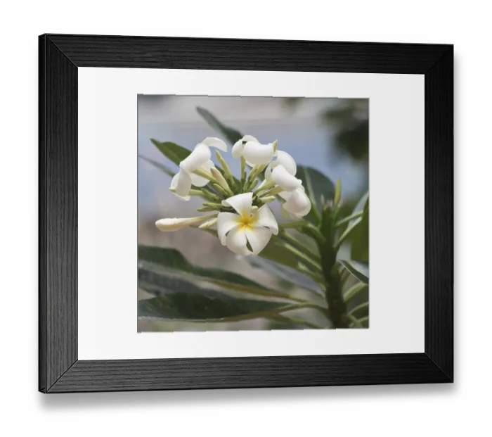 Framed Print : Close up shot of frangipani flowers