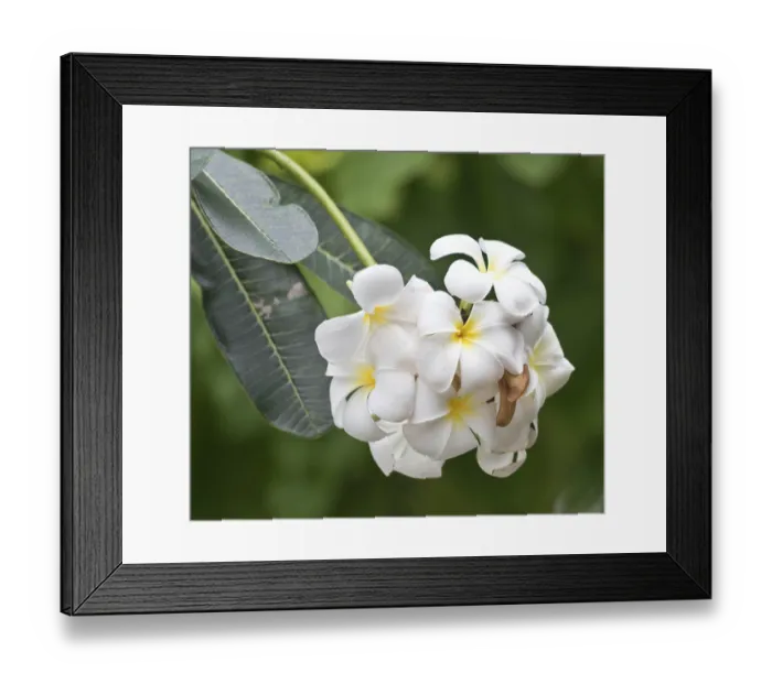 Framed Print : Close up shot of frangipani flowers Framed Print : Close up shot of frangipani flowers