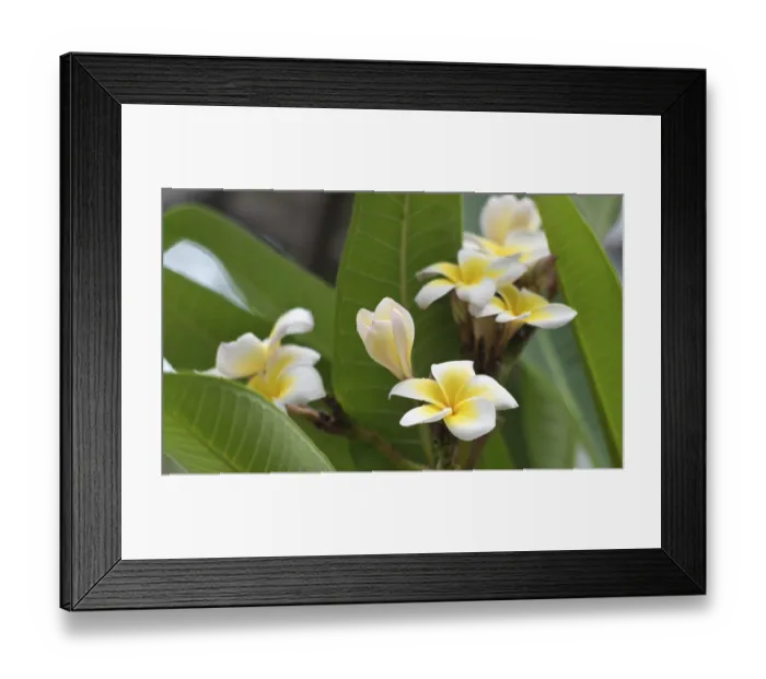 Framed Print : Close up shot of frangipani flowers Framed Print : Close up shot of frangipani flowers