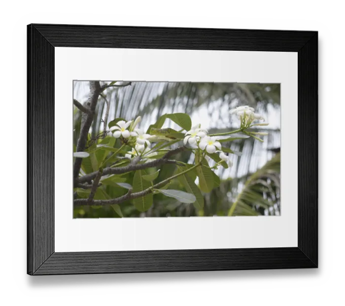 Framed Print : Close up shot of frangipani flowers