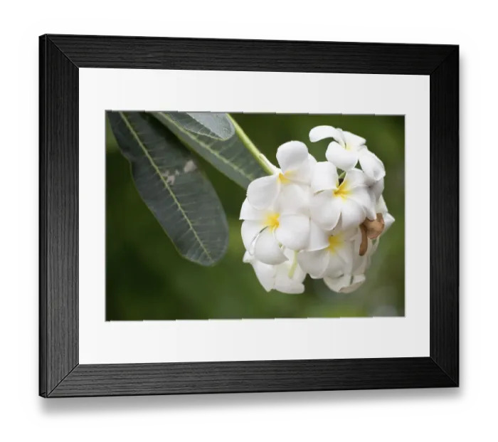 Framed Print : Close up shot of frangipani flowers
