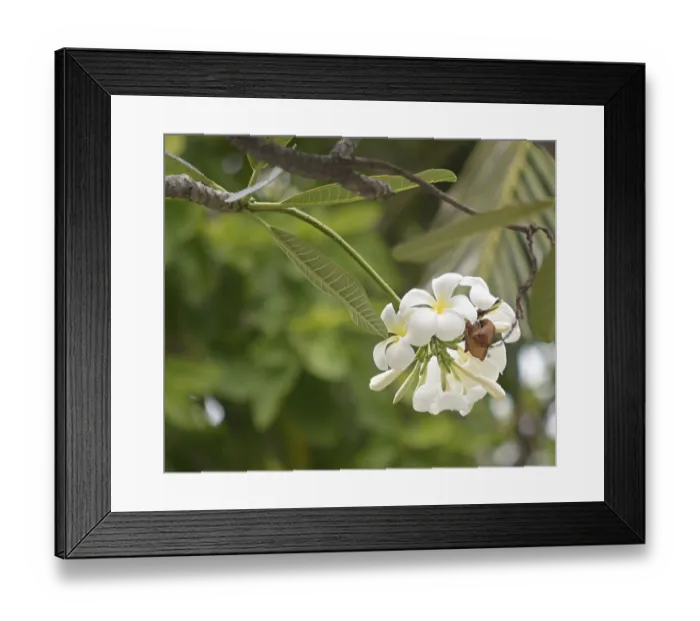 Framed Print : Close up shot of frangipani flowers