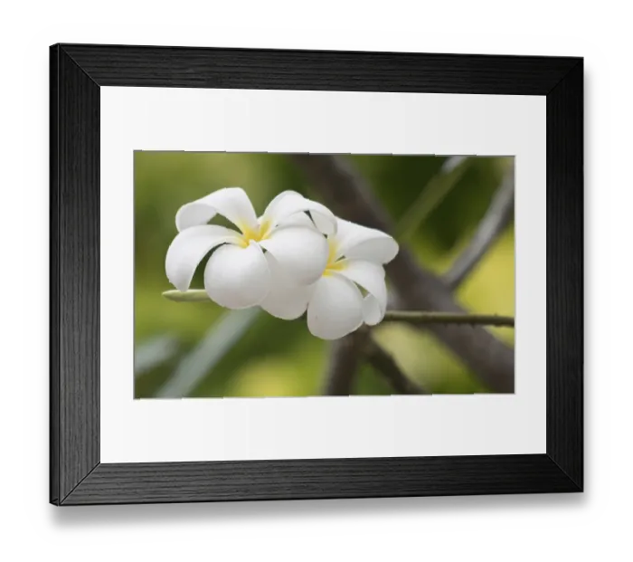 Framed Print : Close up shot of frangipani flowers