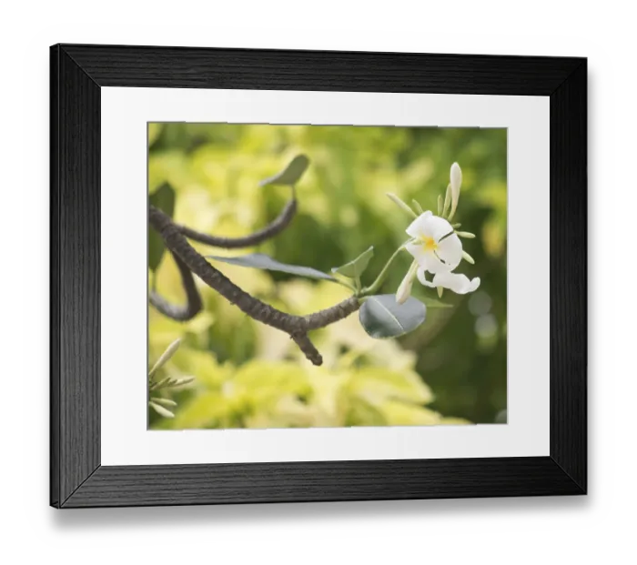 Framed Print : Close up shot of frangipani flowers