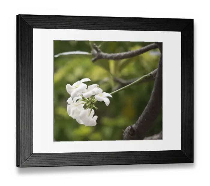 Framed Print : Close up shot of frangipani flowers