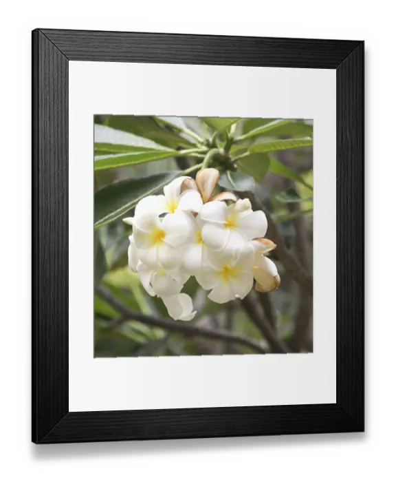 Framed Print : Close up shot of frangipani flowers Framed Print : Close up shot of frangipani flowers