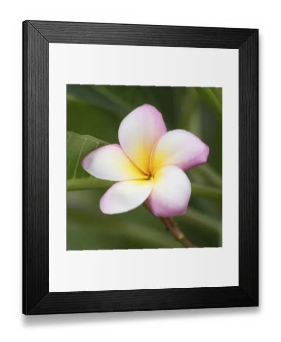 Framed Print : Close up shot of frangipani flowers