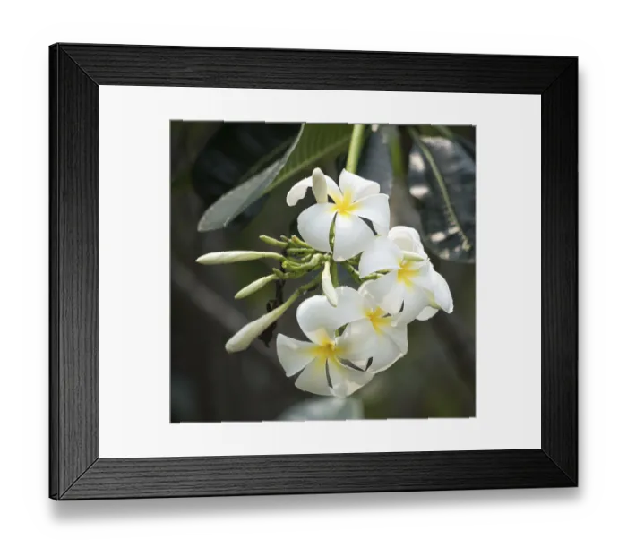 Framed Print : Close up shot of plumeria flowers Framed Print : Close up shot of plumeria flowers