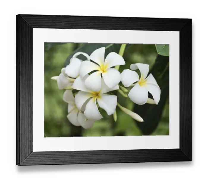 Framed Print : Close up shot of frangipani flowers Framed Print : Close up shot of frangipani flowers