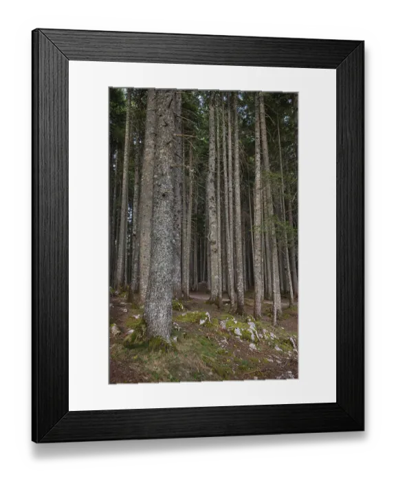 Framed Print : Very beautiful and dense forest in Durmitor National Park