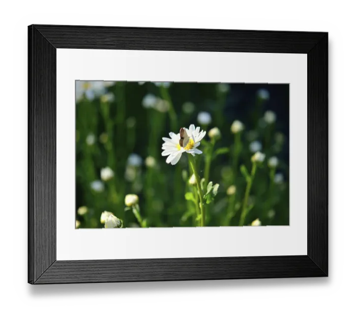 Framed Print : Butterfly on a beauty flower Framed Print : Butterfly on a beauty flower